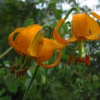 Wild Tiger Lilies / Дикие лилии